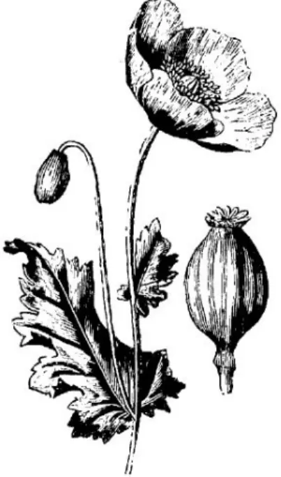 Fig 5 – Papaver somniferum 