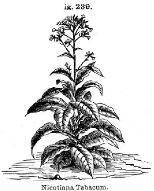 Fig 6 – Nicotiana tabacum 