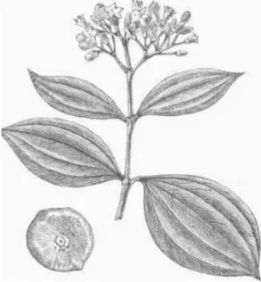 Fig 6 – Strychnos nux vomica 