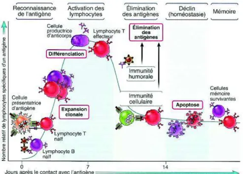 Figure  2 :  Les  différentes  phases  des  réponses  immunitaires  adaptatives  selon  (Abbas  et  al