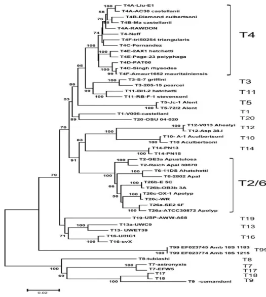 Figure 1: Dendogramme phylogénétique d’Acanthamoeba basé sur l’étude de l’ADNr 18S (https://u.osu.edu/Acanthamoeba/phylogenetic-relationships-among-Acanthamoeba/ ) 