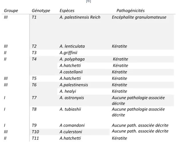 Tableau 2:Pathogénicité d’Acanthamoeba en fonction du génotype [6] 