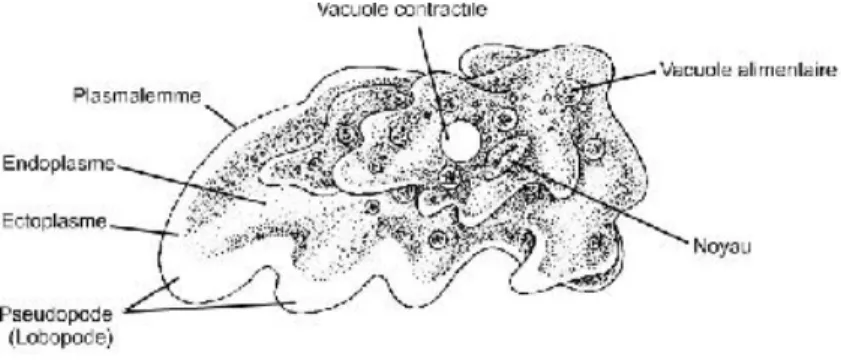 Figure 3: Acanthapodes d’Acanthamoeba par microscopie électronique à balayage [43]