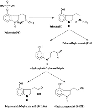 Figure 13 : Métabolisme de la psilocybine  