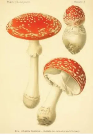 Figure 2 : Amanite tue-mouches  