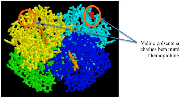 Figure   3   :   Molécule   d’hémoglobine   S   (Site   internet   n°1bis)           