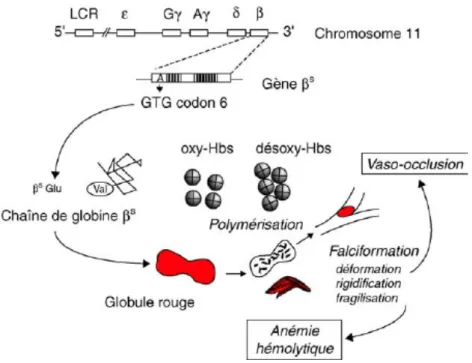 Figure   8   :   Schéma   de   la   mutation   drépanocytaire   et   de   ses   conséquences   (Labie   &amp;   Elion,   2005)   