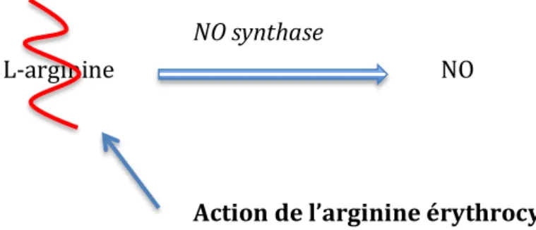 Figure   10   :   Schéma   simplifié   de   la   synthèse   du   monoxyde   d'azote   d’après   l’auteur 