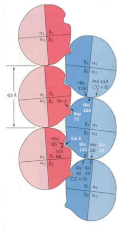 Figure   13   :   Phénomène   de   polymérisation   de   l'hémoglobine   S      (Site   internet   n°15)      
