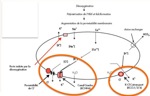 Figure   15   :   Canaux   ioniques   impliqués   dans   la   déshydratation   du   globule   rouge   (Brugnara   &amp;   Franceschi,    2006) 