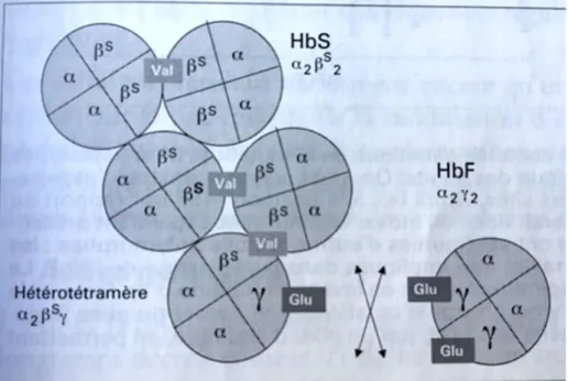 Figure   23   :   Intervention   de   l'hémoglobine   fœtale   dans   le   processus   de   polymérisation   (Girot   et   al.,   2003) 