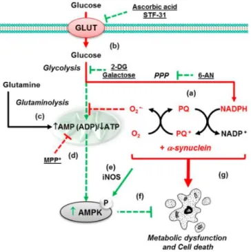 Figure 5 : Schéma simplifié du métabolisme glucidique intracellulaire et de la cascade  de signalisation AMPcyclique/AMPKinase