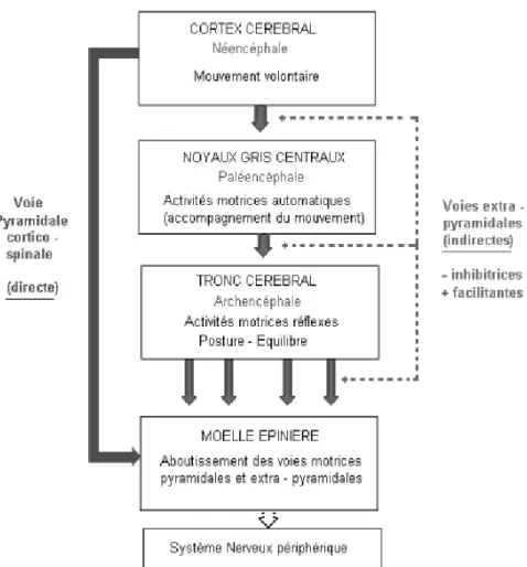 Figure 12 : Schéma simplifié des voies motrices centrales [69]. 