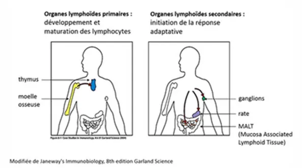 Figure 1 : les organes lymphoïdes primaires et secondaires 