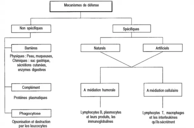 Figure 2: Mécanismes de défense de l'organisme 