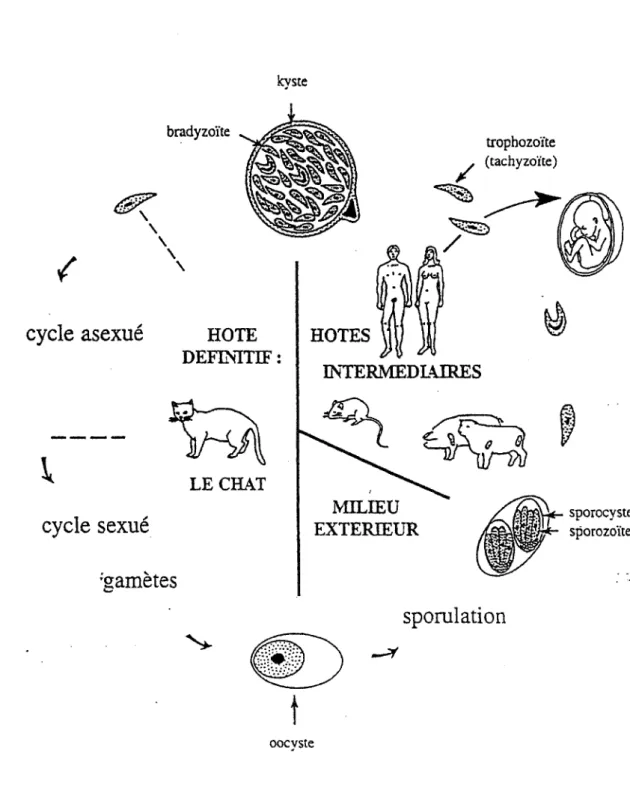 Figure 2 : Cycle de  T.  gondii 