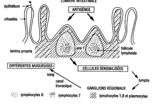 Figure 9 : Le GAL T (gut associated lymphoïd tissue) 