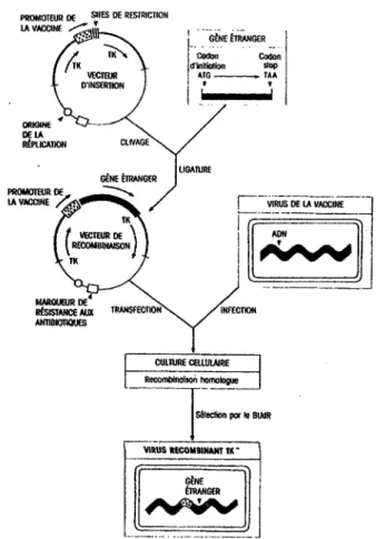 Figure 10 : Construction de virus recombinants 