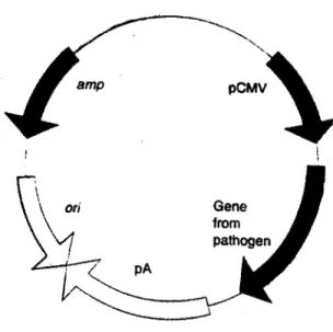 Figure 12: Composition d'un plasmide 