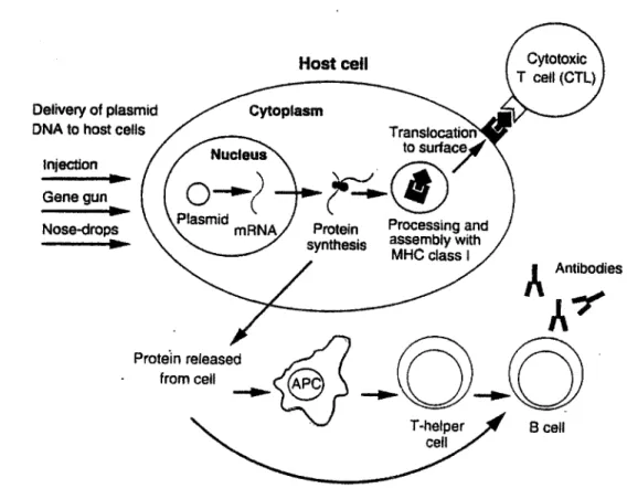 Figure 13  : Induction de la réponse immunitaire par les vaccins ADN 