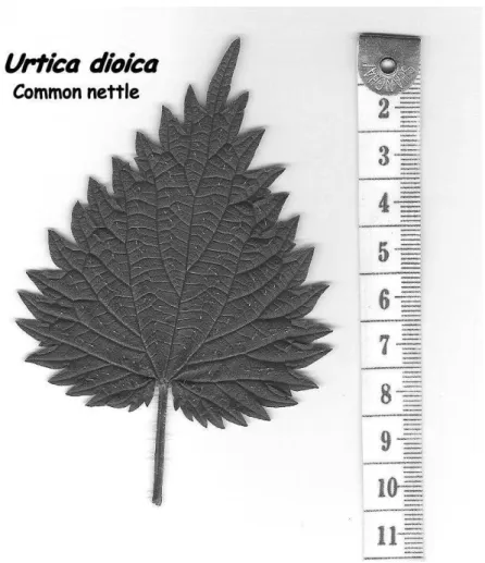 Figure n°5 : Détail d’une feuille de grande ortie   (Site n°39) 
