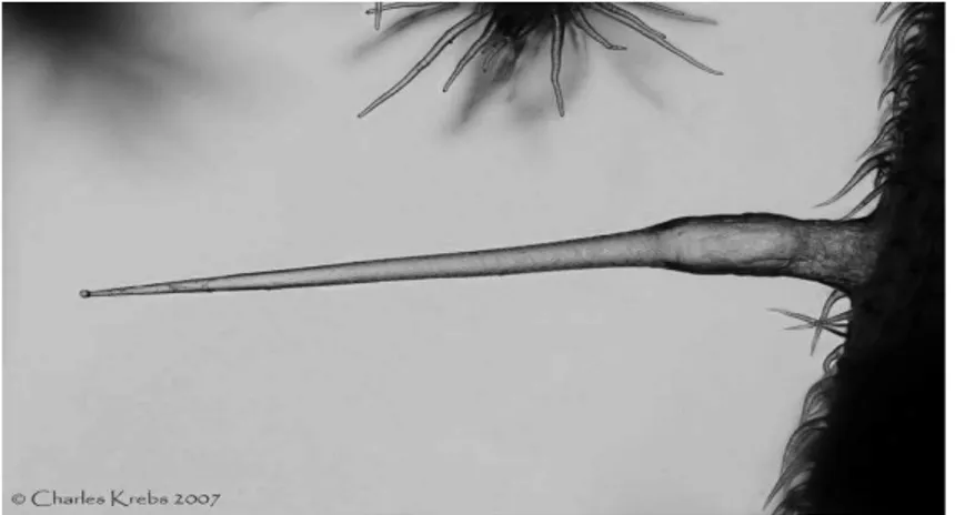 Figure n°8 : poil urticant au microscope  (Site n°42) 