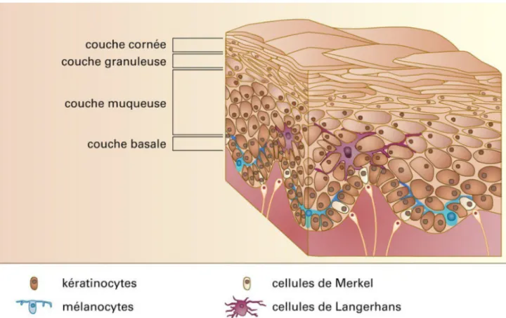 Figure 2 : Structure microscopique de l'épiderme d'après « Universalis : PEAU ».