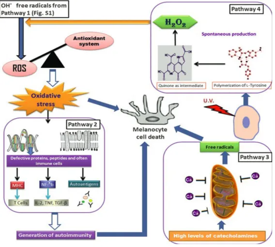 Figure 7 : Différentes voies de pertes de mélanocytes  d'après Laddha, et al. (26) 