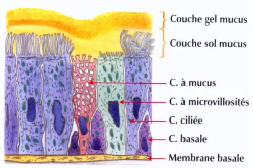 Figure 4 : Production du mucus nasal (9) 