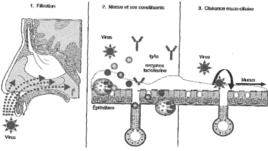 Figure 7 : Mécanisme aspécifique de défense de la muqueuse nasale (14) 