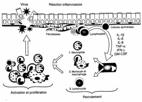 Figure 8 :Mécanisme de la réaction inflammatoire (14) 