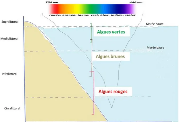 Figure 7 : Répartition des algues selon la profondeur marine, d’après (23) 