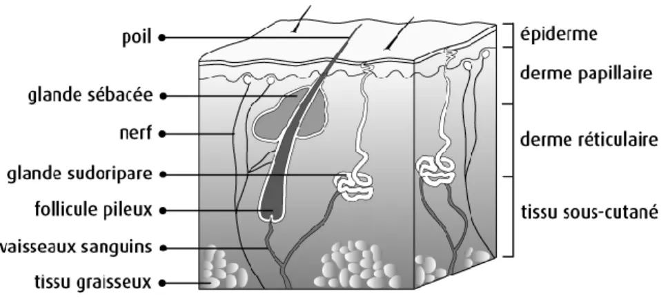 Figure 1: Structure de la peau (2) 