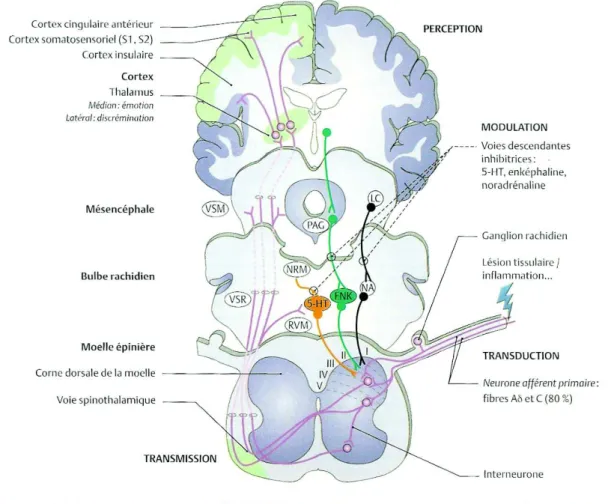 Figure 7 : Schéma général des voies de la douleur (18) 