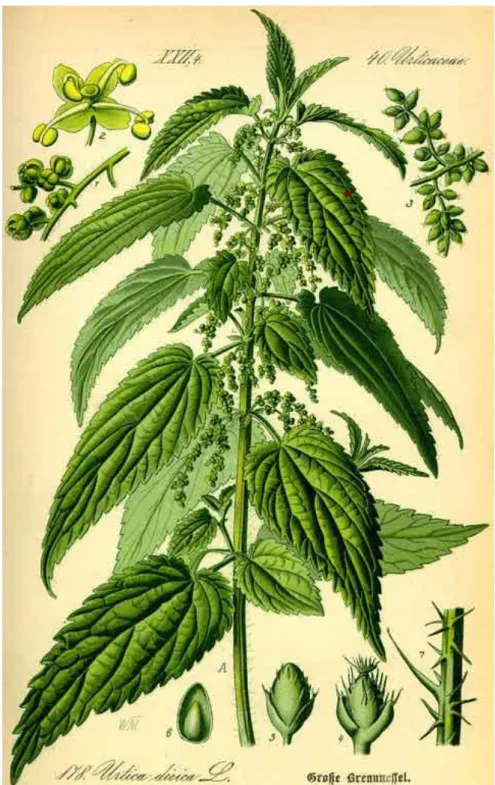 Figure 11 : Planche d’Urtica dioica L. (14) 
