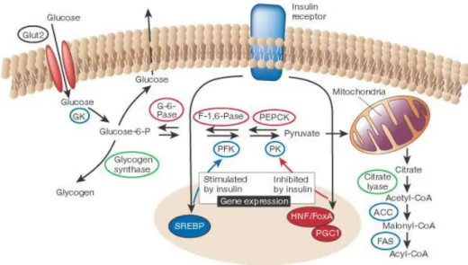 Figure 13 : Métabolisation du glucose dans un hépatocyte (41) 