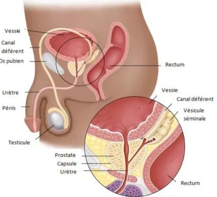 Figure 16 : Anatomie de l’appareil génital masculin (64) 