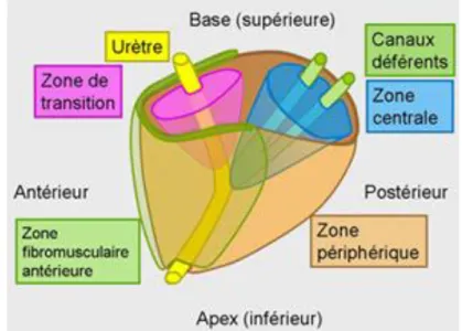 Figure 18 : Localisation des différentes zones de la prostate (68)  II.3.1.2. Innervation et vascularisation de la prostate 