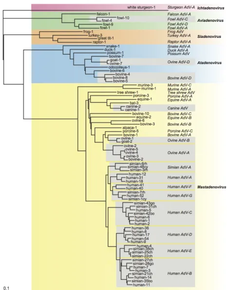 Figure 2 - Taxonomie des adénovirus, d’après International Committee on Taxonomy of  Viruses, 9th Report (2011)   