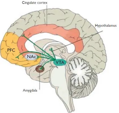 Figure 2 - Projections des neurones dopaminergiques de l’ATV impliquées dans le circuit mésolimbique (15)  PFC : cortex préfrontal ; NAc : noyau accumbens ; VTA : aire tegmentale ventrale 