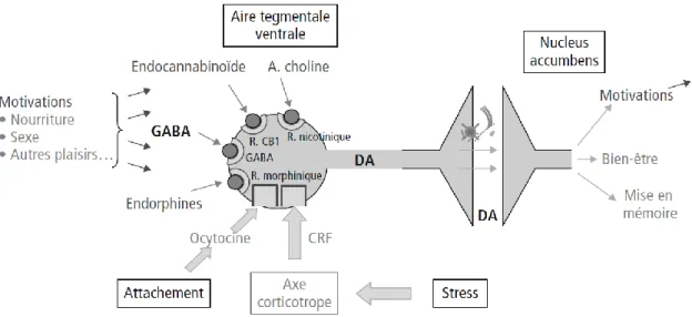 Figure 3 - Modulateurs naturels de la synapse dopaminergique (2)  DA : dopamine ; R : récepteur 
