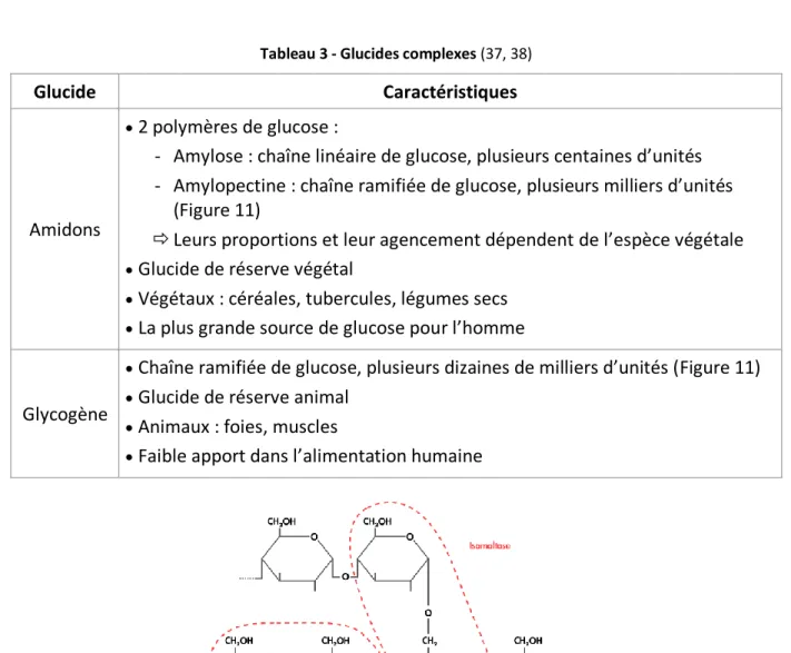 Figure 11 - Amylopectine ou glycogène 