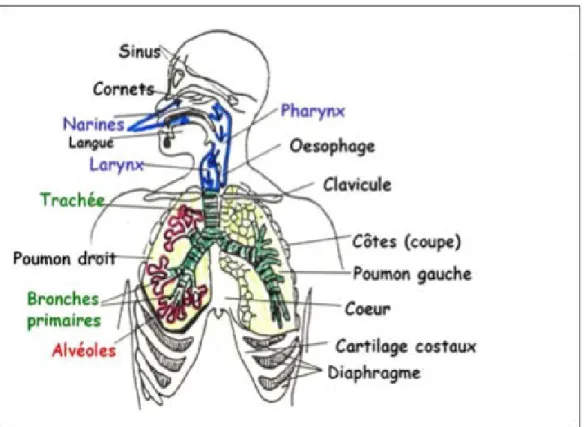 Figure 1 : Le système respiratoire (26) 