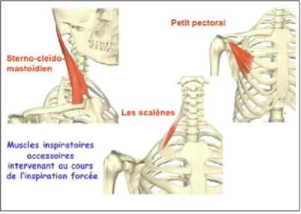 Figure 2 : Muscles inspiratoires (26) 