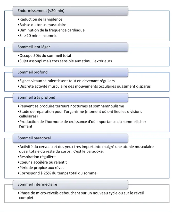 Tableau 4 : Les différents cycles du sommeil 