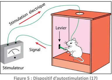 Figure 5 : Dispositif d’autostimulation (17) 