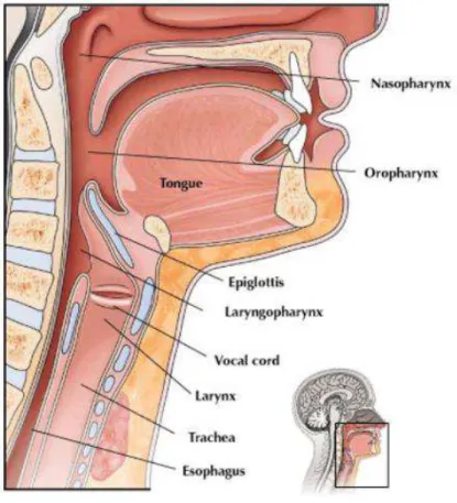 Figure 1 : Anatomie du larynx  [6]