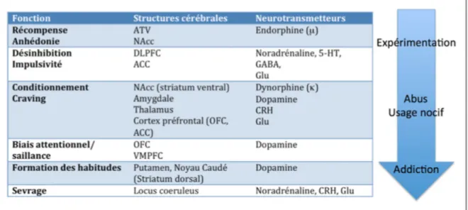 Figure 6 : Structures cérébrales et neurotransmetteurs mis en jeu dans l'addiction à l'alcool (22) 