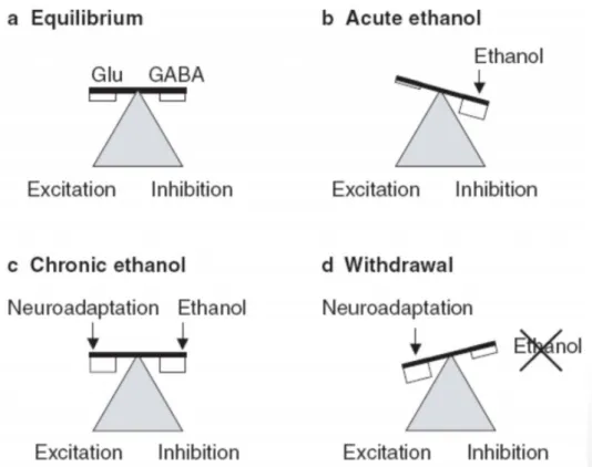 Figure 9 : Equilibre entre le neurotransmetteur inhibiteur (GABA) et le  neurotransmetteur excitateur (Glutamate) (20) 