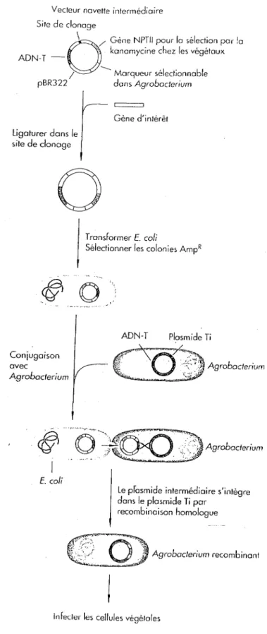 Figure  6 :  Transfert  de  gènes  par  co- co-intégration : 